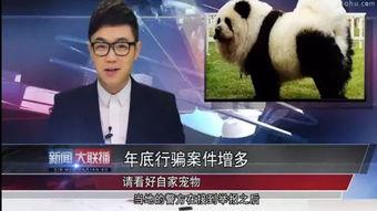 明星大鹏爆料视频播放大全,揭秘娱乐圈幕后故事